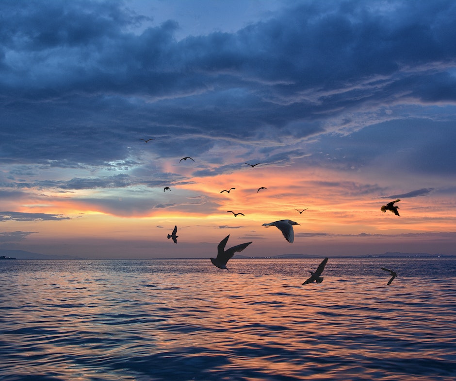 flock of seagulls at sunset